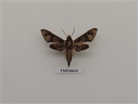 藏品(雙斑白肩天蛾)的圖片